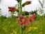 Flowering Tobacco 'Big Mouth' 