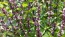 Basil 'Thai'