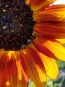 Sunflower 'Velvet Queen'