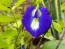 Butterfly Pea AKA Blue Pea Vine Seeds (Certified Organic)