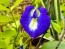 Butterfly Pea AKA Blue Pea Vine Seeds (Certified Organic)