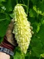 White Bitter Melon Seeds (Certified Organic)