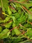 Swiss Chard 'Neon Glow' 