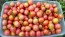 Tomato 'Garden Pearl' Seeds (Certified Organic)