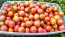 Tomato 'Garden Pearl' Seeds (Certified Organic)