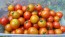 Tomato 'Sakura F2' Seeds (Certified Organic)