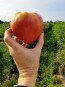 Tomato 'Monomakh's Hat'