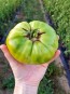 Tomato 'Absinthe' Seeds (Certified Organic)