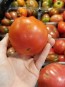 Tomato 'Cannonball' Seeds (Certified Organic)