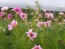 Cosmos 'Celebration in Pink' 