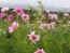 Cosmos 'Celebration in Pink' 