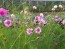 Cosmos 'Celebration in Pink' 