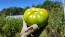 Tomato 'Cherokee Green'