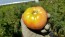 Tomato 'Omar's Lebanese' 