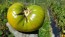 Tomato 'Aunt Ruby's German Green' Seeds (Certified Organic)