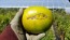 Tomato 'Aunt Ruby's German Green' Seeds (Certified Organic)