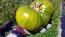 Tomato 'Aunt Ruby's German Green' Seeds (Certified Organic)