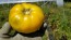 Tomato 'Pork Chop' Seeds (Certified Organic)
