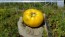 Tomato 'Pork Chop' Seeds (Certified Organic)