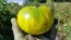 Tomato 'Pineapple Pig' Plant