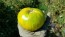 Tomato 'Pineapple Pig' Plant