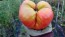 Tomato 'Marianna's Peace' Seeds (Certified Organic)