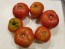Tomato 'Moskvich' Seeds (Certified Organic)