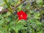 Red Cardinal Climber Morning Glory 