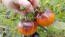 Tomato 'Dark Galaxy' 