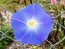 Morning Glory 'Heavenly Blue'