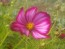 Cosmos 'Celebration in Pink' 