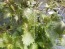 Green-Purple Shiso 