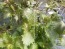 Herb 'Green-Purple Shiso' Plants (4PK)