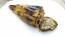 Hot Pepper ‘Beaver Dam’ Seeds (Certified Organic) 