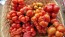 Tomato 'Reisetomate' Seeds (Certified Organic) 