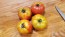 Tomato 'Peron Sprayless' 