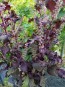 Purple-Red Shiso