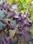 Purple-Red Shiso