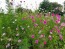 Cosmos 'Celebration in Pink' 