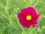 Cosmos 'Celebration in Pink' 