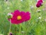 Cosmos 'Celebration in Pink' 