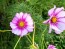 Cosmos 'Celebration in Pink' 