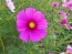 Cosmos 'Celebration in Pink' 