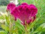 Hot Pink Cockscomb