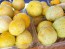 Cucumber 'Lemon' Plants (6PK)