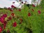 Cosmos 'Celebration in Pink' 