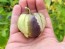 Tomatillo 'Purple'