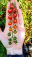 Tomato 'Sweet Pea'