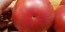 Tomato 'Red Rose' Seeds (Certified Organic) 