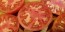 Tomato 'Red Rose' Seeds (Certified Organic) 